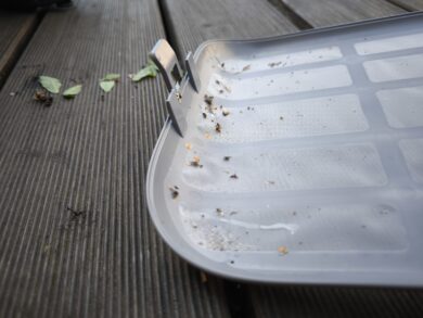 Some insects gather near the latch.